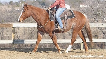 Smart Smooth Mate - riding bridleless! - ValleyViewRanch.net
