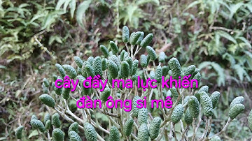 Nhiều người mê mẩn tìm kiếm cây đặc biệt chỉ có trong rừng già. Cây Húng Rừng. Thảo Dược Việt Nam