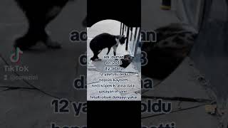 Kedilerin kraliçesi.. onun hayatı bizde olsa 3 gün dayanamazdik