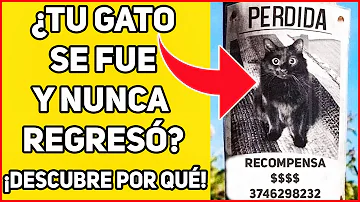 ¿Por qué los gatos van a casa de otras personas?