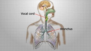 กลไกการหายใจและศูนย์ควบคุมการหายใจในคน วิทยาศาสตร์ ม.4-6 (ชีววิทยา)