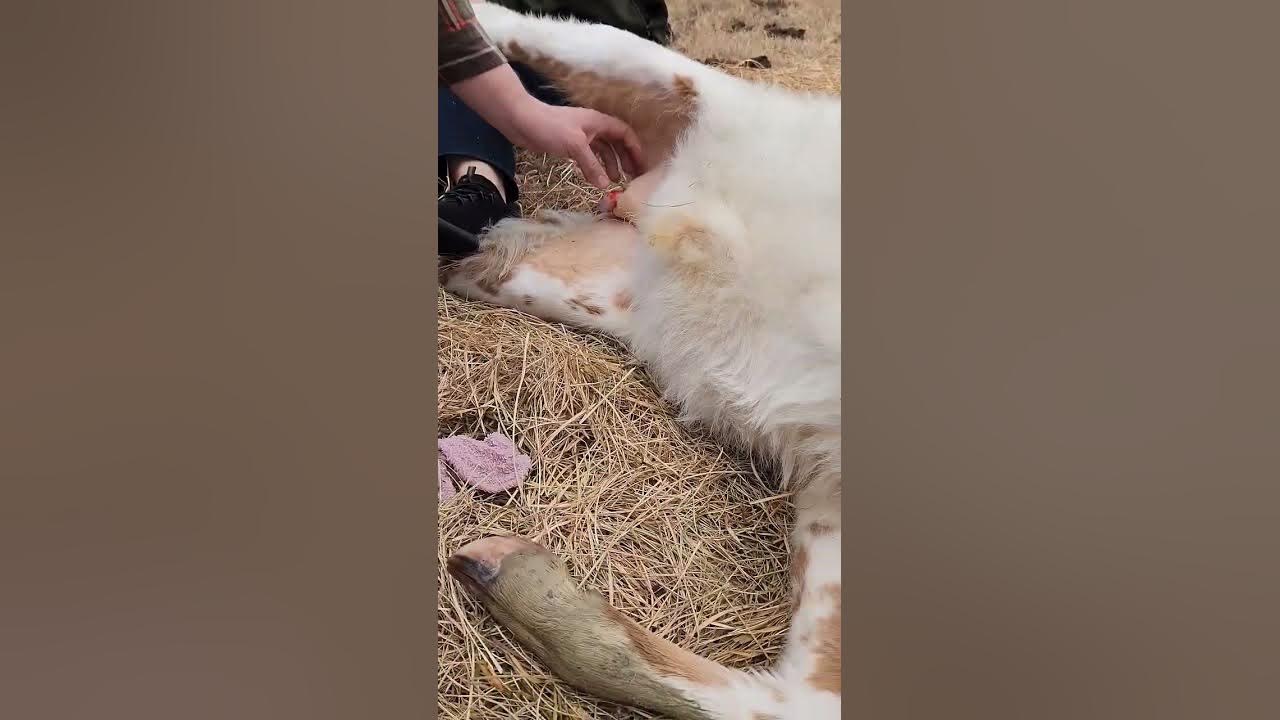 how-to-castrate-pigs-by-cutting-quick-easy-piglet-castration