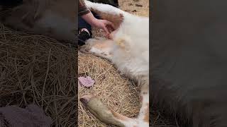 How to castrate a bull calf in under a minute @UncleTimsFarm #kärnəvór