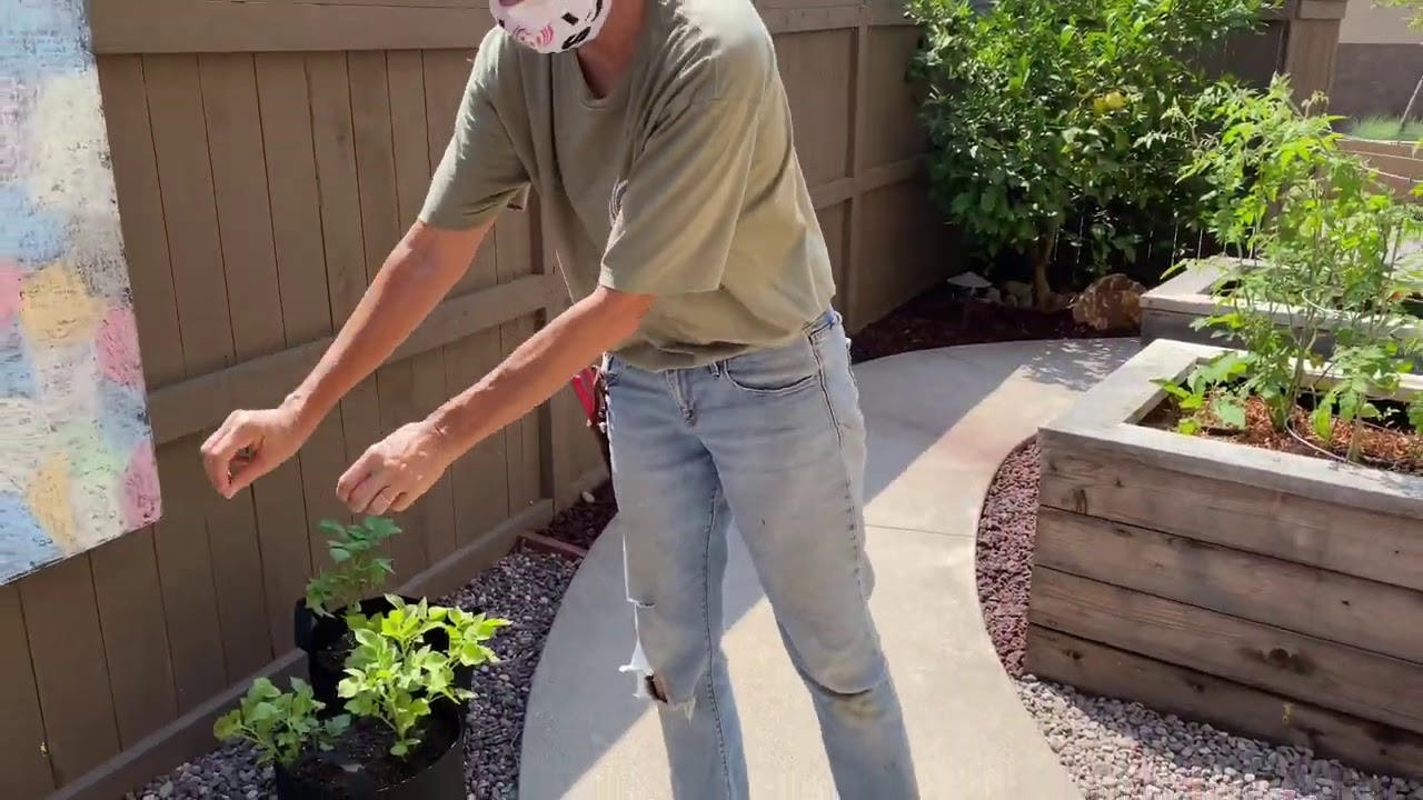 Succulent Garden Grand Reveal in 4S Ranch