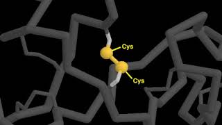 04 6 disulfide bonds