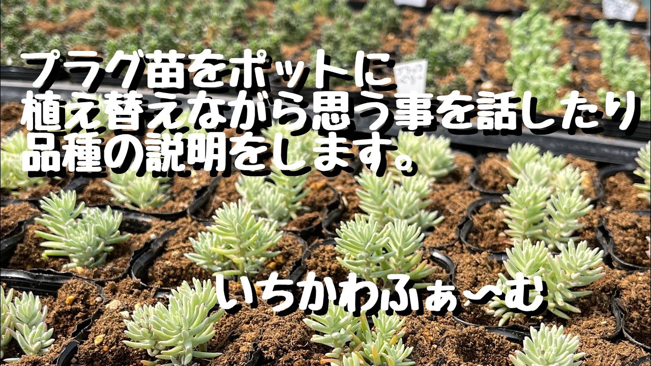 As we replant the plug seedlings in pots, we talk about our