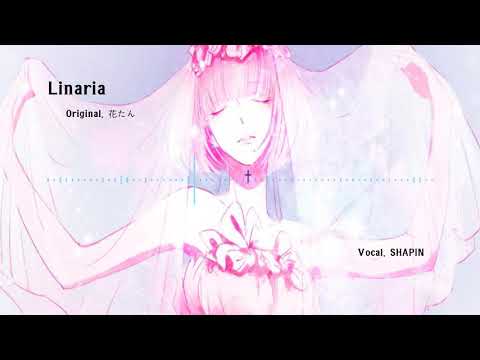 【SHAPIN】하나땅 ( 花たん ) - Linaria [Cover]