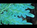 IRIDESCENT Leaved Plants (World's Most Spectacular Plants episode 9 of 14)