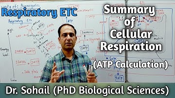 Respiratory chain & Summary of Cellular Respiration | ATP Calculation | 11th Biology | MDCAT Biology