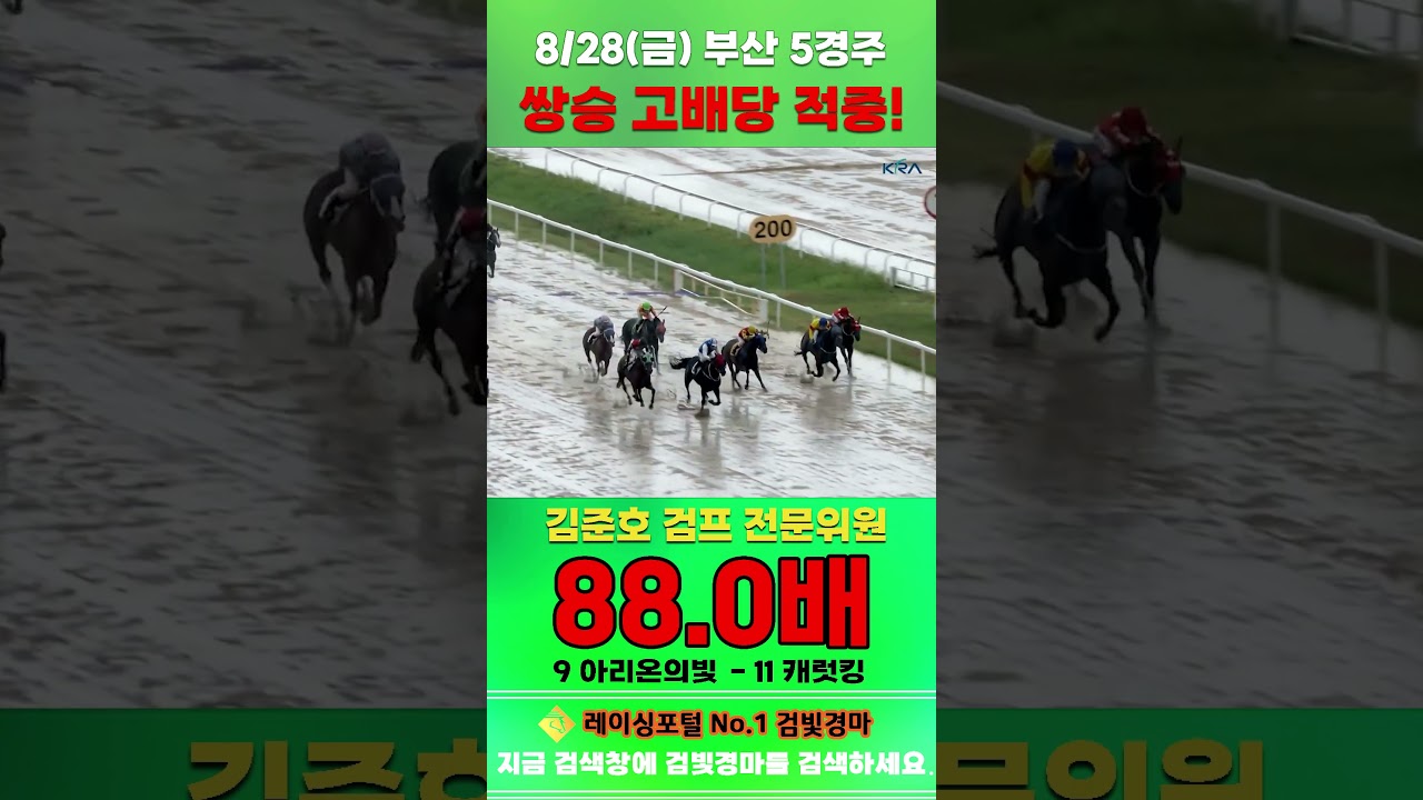 [부산 경마] 8월 28일 금요 5경주 김준호 검프 전문위원 쌍승 고배당 적중 #경마 #automobile #한국마사회 #horse #하이라이트 #korean #비트코인 #게임