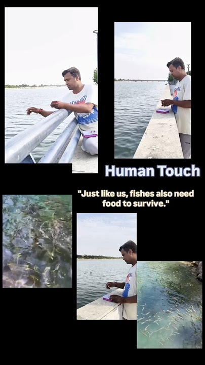 Feeding fishes brings peace to the heart!!No matter how small it is!! #ytshorts #shorts