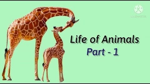4th std Science(term - 3) LIFE OF ANIMALS Part-1