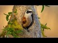 Eurasian penduline tits building a spectacular nest