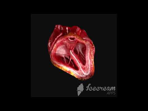 Video: Tiarella ürək şəklində