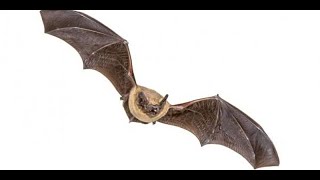 Bat Identification Course