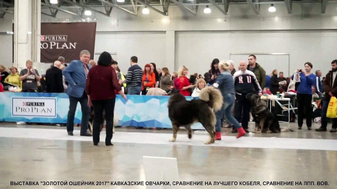 Выставка собак череповец