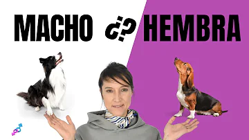 ¿Es mejor tener dos perros machos o un macho y una hembra?