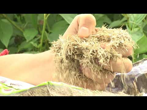 Vidéo: Trous dans les feuilles des plantes - Informations sur les altises