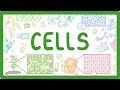 Cellular Structures: Animal, Plant, and Bacterial Insights