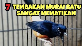 TEMBAKAN MURAI BATU KERAS DAN RAPAT PANJANG SANGAT MEMATIKAN