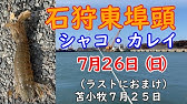 石狩新港 クリガニ釣れました Youtube 石狩新港 クリガニ釣れました Youtube