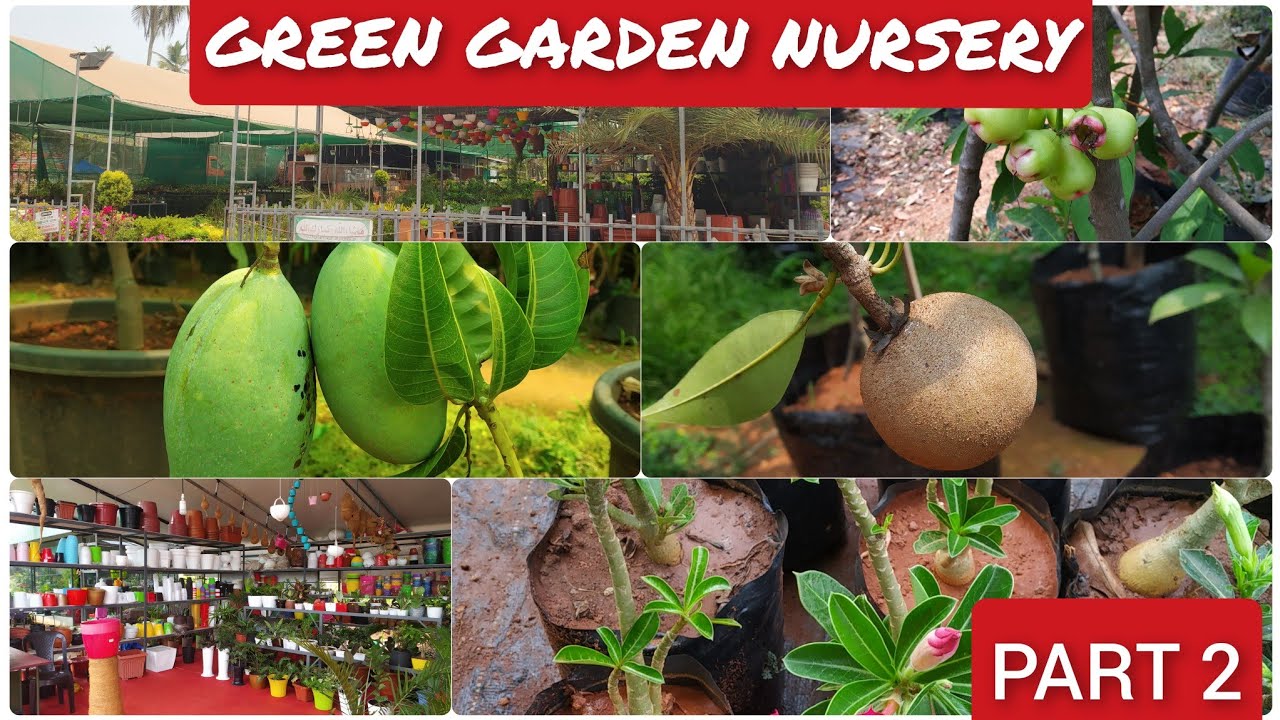 GREEN GARDEN NURSERY MALAPPURAM PART 2 YouTube