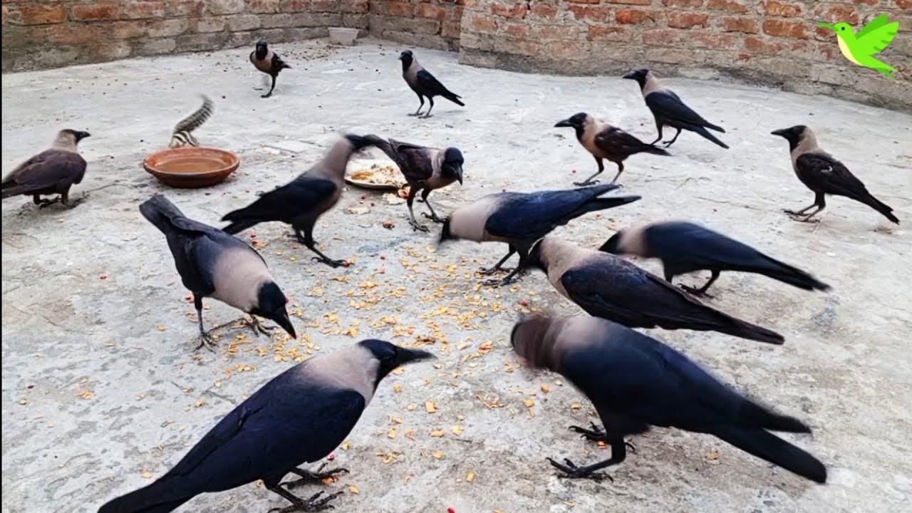 Marvelous Crows and Hens Scenes | Crows nice ever Sounds | Crows Planet ...