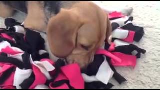 Beagle Twister Is Helemaal Gelukkig Met Zn Snuffelkussen