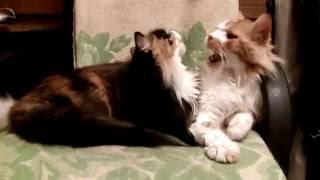 Fany cats love/Забавные кошки любят друг друга Fany cats love/Забавные кошки любят друг друга