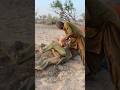 حرارة شديدة وحب حقيقي فتاة ترش الماء البارد على جمل يلهث حرارة شديدة وحب حقيقي فتاة ترش الماء البارد على جمل يلهث