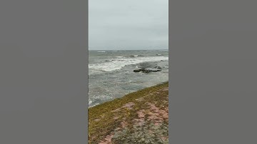 Thumbnail of Corazón Mágico/ Dyango