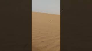 ثعلب الفنك او ثعلب الصحراء ،هو أصغر ثعلب في العالم