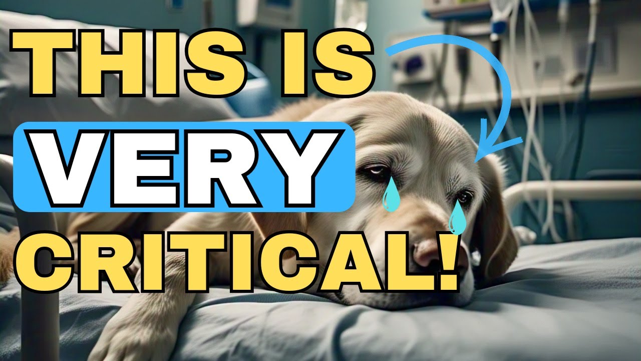 15 CRUCIAL Signs That Your Dog is Critically Sick – Don’t Ignore These