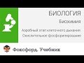 Аэробный этап клеточного дыхания. Окислительное фосфорилирование. Центр онлайн-обучения «Фоксфорд»