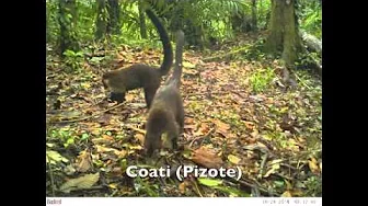 Camera Traps - Fotofallen