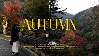 가을여행 브이로그 • 곤지암 화담숲 단풍 + 모노레일 + 맛집 ✷ 오즈모포켓3 마이크 그리고 네이버 블로거 (feat.블로그체험단) • 북한산 가을산행