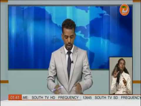 ቪዲዮ: የሙጎ ጥድ መከርከም - የሙጎ ጥድ መከርከም እንዴት እንደሚቻል ይማሩ