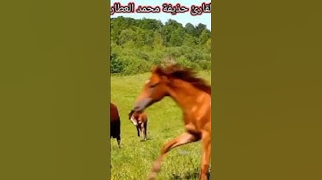 ولقد خلقنا الإنسان | تلاوة هادئة نادرة القارئ حذيفة محمد العطار | #قرآن #قران_كريم #quran
