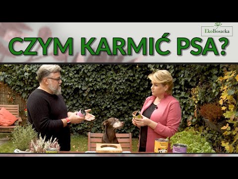 Wideo: Krew w moczu psa