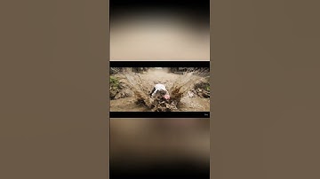 Capybara và bà - Capy và bé chọc chó bị rượt chạy té khói #capybara