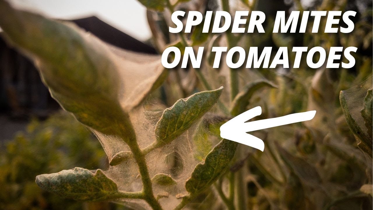 11 Proven Ways To Stop, Kill, And Get Rid Of Spider Mites, 44 OFF