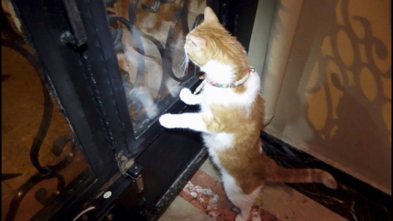 外でお腹を空かせた子猫が鳴いていると伝えた猫 あーにゃん 優秀 Youtube 外でお腹を空かせた子猫が鳴いていると伝えた猫 あーにゃん 優秀 Youtube