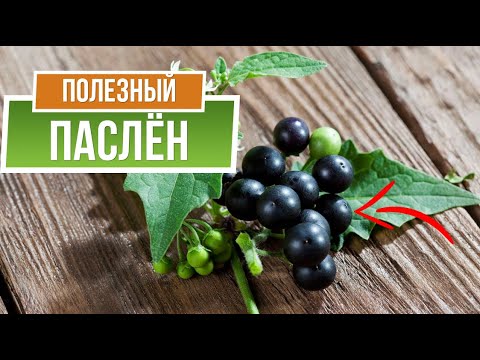 Лекарство от всех болезней ПАСЛЁН ✿