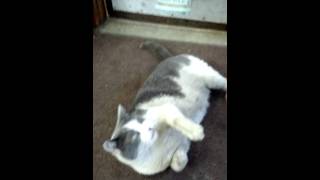 Mr whiskers vs zip tie