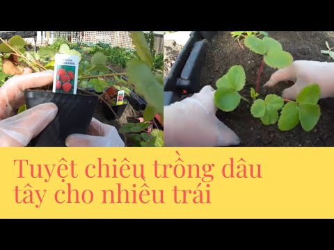 Video Cách Trồng Dâu Tây Strawberry Cho Nhiều Trái Vườn Rau... - youtube