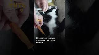 Невероятное спасение кота от отвертки! 😱 @shortszoozhit #животные #спасение #кот #котик #питомцы
