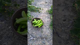 City life buys vegetables. Farm life picks them 🌱🥕🍅🫑🥒🌶️🧅🥦 #riverwoodfarms