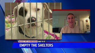 Empty The Shelters