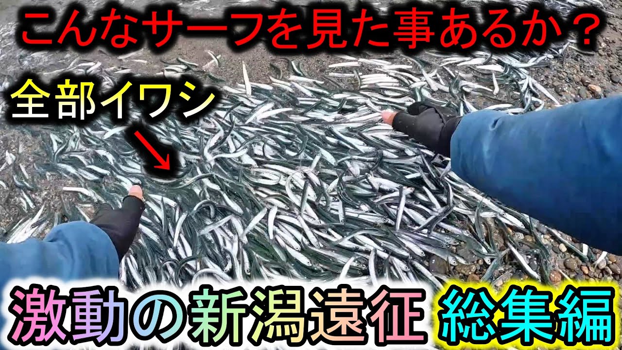 ルアーが泳がないほどのイワシに良型が無限HIT…サーフの天国はここにあった