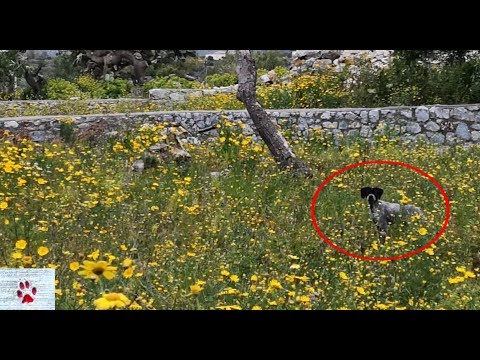rescue-story-of-a-pointer-puppy-abandoned-in-a-village-in-greece